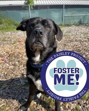Hawthorn, Labrador Retriever Mix, adult, available for adoption