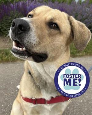 Banjo, Labrador Retriever and German Shepherd Dog, young, available for adoption