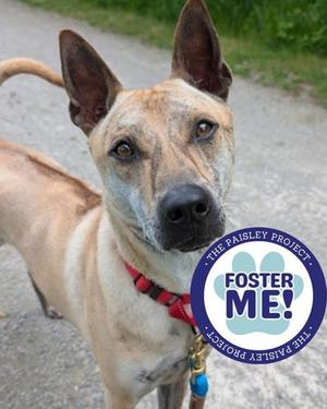 Frankie, Rhodesian Ridgeback Mix, adult, available for adoption