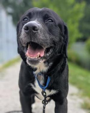 Rowan, Labrador Retriever Mix, adult, available for adoption