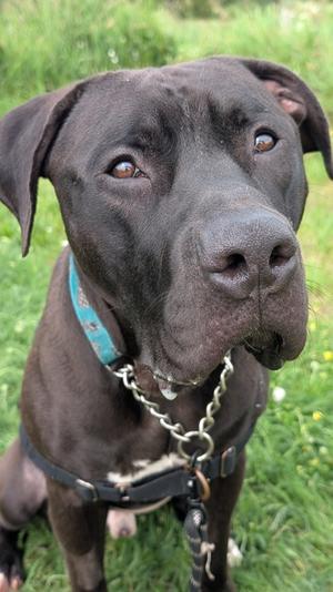 Caleb, Bulldog Mix, adult, available for adoption