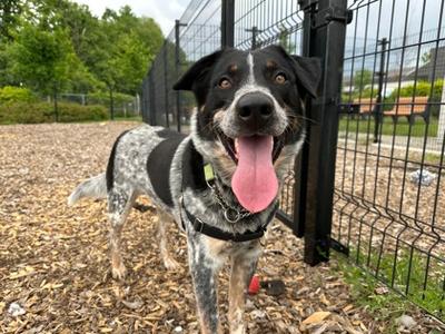 Firefly, Australian Cattle Dog Mix, adult, available for adoption