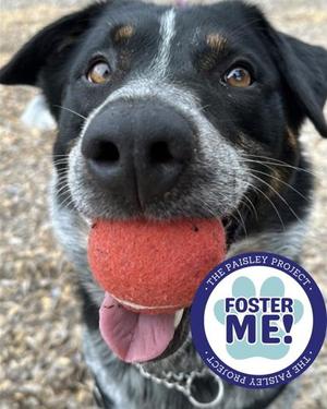 Firefly, Australian Cattle Dog Mix, adult, available for adoption