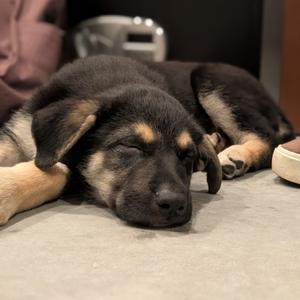 Acorn, Shepherd, German, puppy, available for adoption