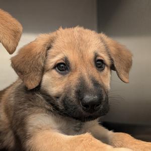 Hazel, Shepherd, German, puppy, available for adoption