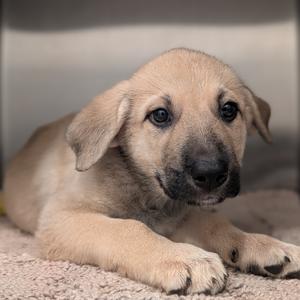 A light-colored puppy lying on a carpet