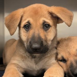 Sienna, Shepherd, German, puppy, available for adoption