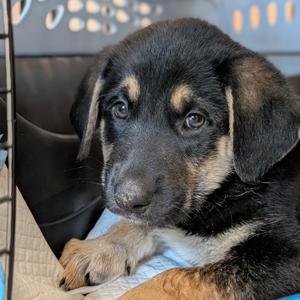 Cider, Shepherd, German, puppy, available for adoption
