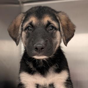 Walnut, Shepherd, German, puppy, available for adoption