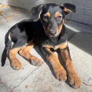 1224 (2026) Lantern, Retriever, Labrador, puppy, available for adoption