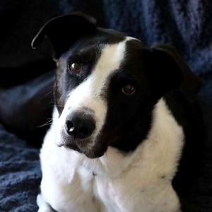 1019 (2026) Snoops, Retriever, Labrador, adult, available for adoption
