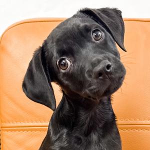 1174 (2026) Wren, Terrier, puppy, available for adoption