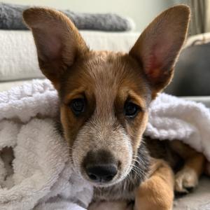 1232 (2026) Roux, Shepherd, puppy, available for adoption