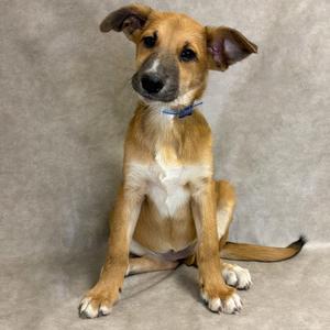 A brown and white dog sitting on a gray background
