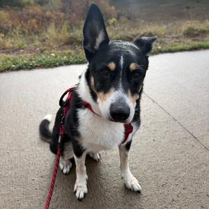 1145 (2026) Lucky, Collie, Border, senior, available for adoption