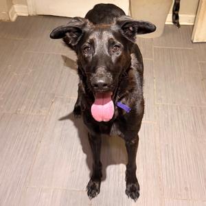 1241 (2026) Finley, Shepherd, German, adult, available for adoption