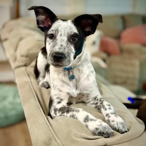 928 (2026) Takis, Cattle Dog, puppy, available for adoption