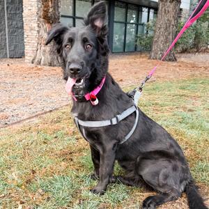 1211 (2026) Nina, Retriever, Black Labrador, adult, available for adoption
