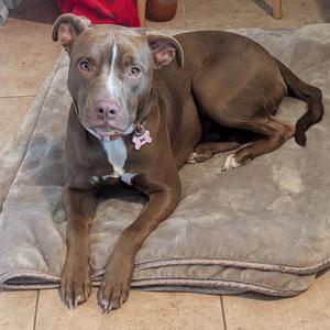 A brown dog with a white chest and a pink collar, lying on a gray dog bed.
