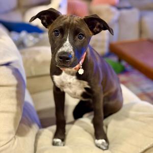 924 (2026) Cheeto, Cattle Dog, puppy, available for adoption