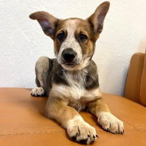 1231 (2026) Jack, Shepherd, puppy, available for adoption