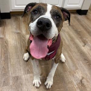 844 (2026) Clover, Boxer, adult, available for adoption