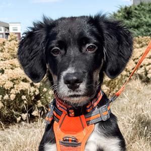 1213 (2026) Curly Fry, Shepherd, Australian, puppy, available for adoption