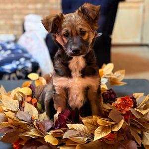 1229 (2026) Brittany, Shepherd, puppy, available for adoption
