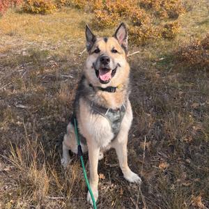 A happy dog sitting on a grassy field with autumn leaves in the background.