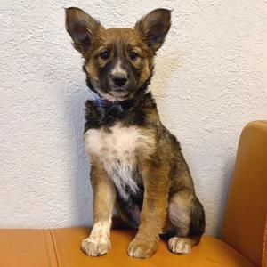 1230 (2026) Mavis, Shepherd, puppy, available for adoption