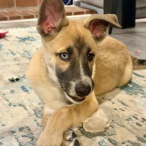 1228 (2026) Thor, Shepherd, puppy, available for adoption