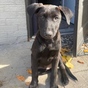 1223 (2026) Jacko, Retriever, Labrador, puppy, available for adoption