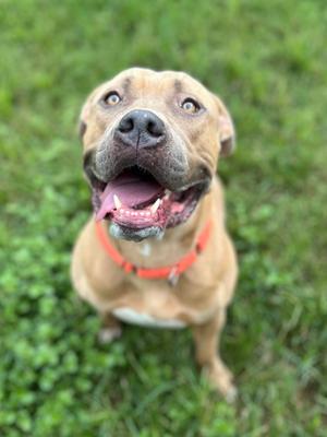 A happy brown dog with a red collar sitting on green grass, looking up with its tongue out.