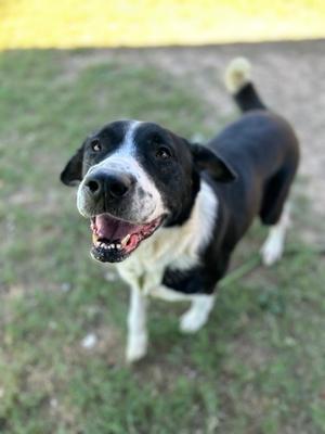A black and white dog with a happy expression, standing on grass and looking up at the camera.