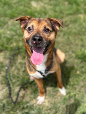 A brown and white dog with its tongue hanging out, sitting on grass.