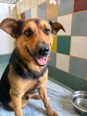 Alamo, German Shepherd Dog Mix, adult, available for adoption