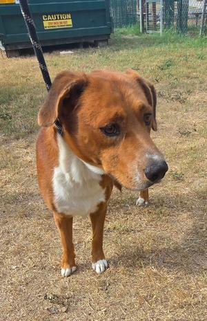 A brown and white dog standing on dry grass, looking to the side.