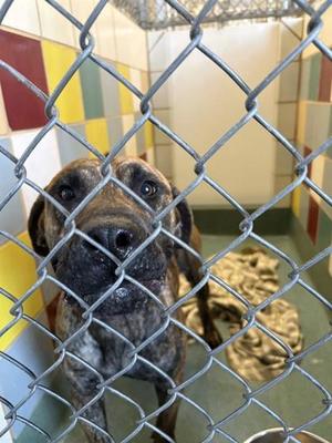 61859304, Mastiff Mix, young, available for adoption