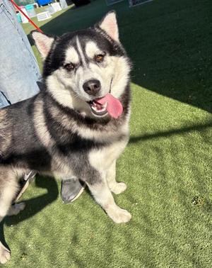 Bobsled, Alaskan Malamute Mix, young, available for adoption