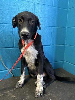 61854751, Labrador Retriever Mix, puppy, available for adoption