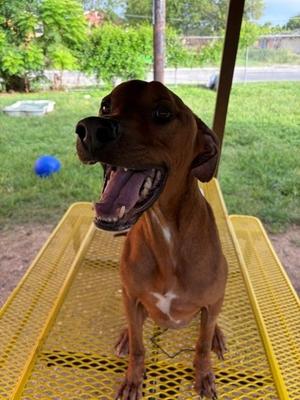 Chance, Hound Mix, adult, available for adoption
