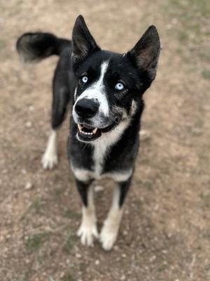 Bubba Beans, German Shepherd Dog Mix, adult, available for adoption