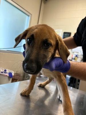 Bobo, Labrador Retriever Mix, puppy, available for adoption