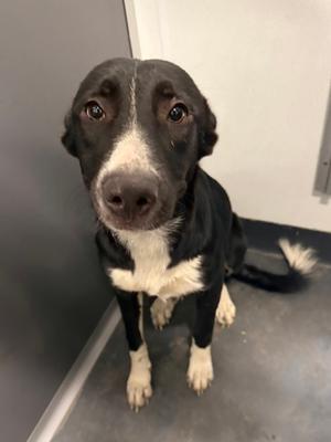 61844472, Mixed Breed, young, available for adoption