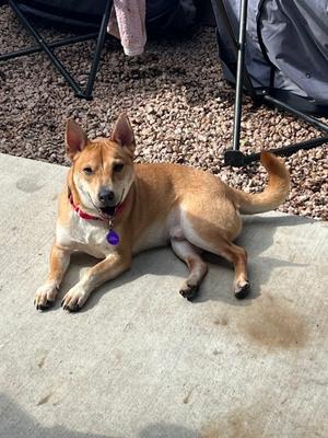 Bubbas, Mixed Breed, young, available for adoption