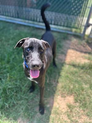 A black dog with a blue collar standing on grass, looking at the camera with its tongue out.