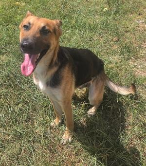 A happy German Shepherd mix standing in a grassy field.