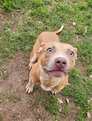A brown and white dog with a pink nose and wide eyes, sitting on grass and looking up at the camera.