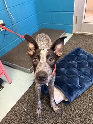Bluey, Australian Cattle Dog Mix, puppy, available for adoption