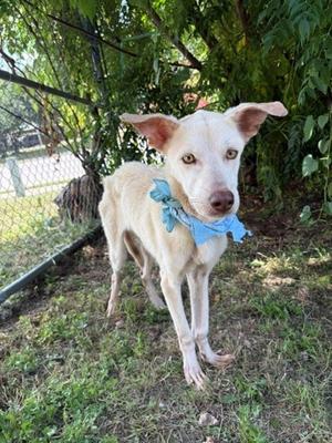 Achilles, German Shepherd Dog Mix, young, available for adoption